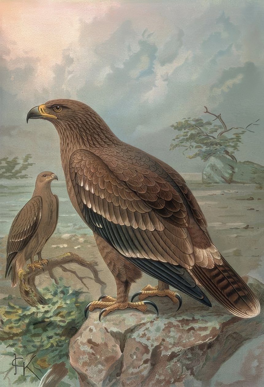 GRAVÍRKA-OREL NEPÁLSKÝ-SAMICE-AQUILA NIPALENSIS od Francia