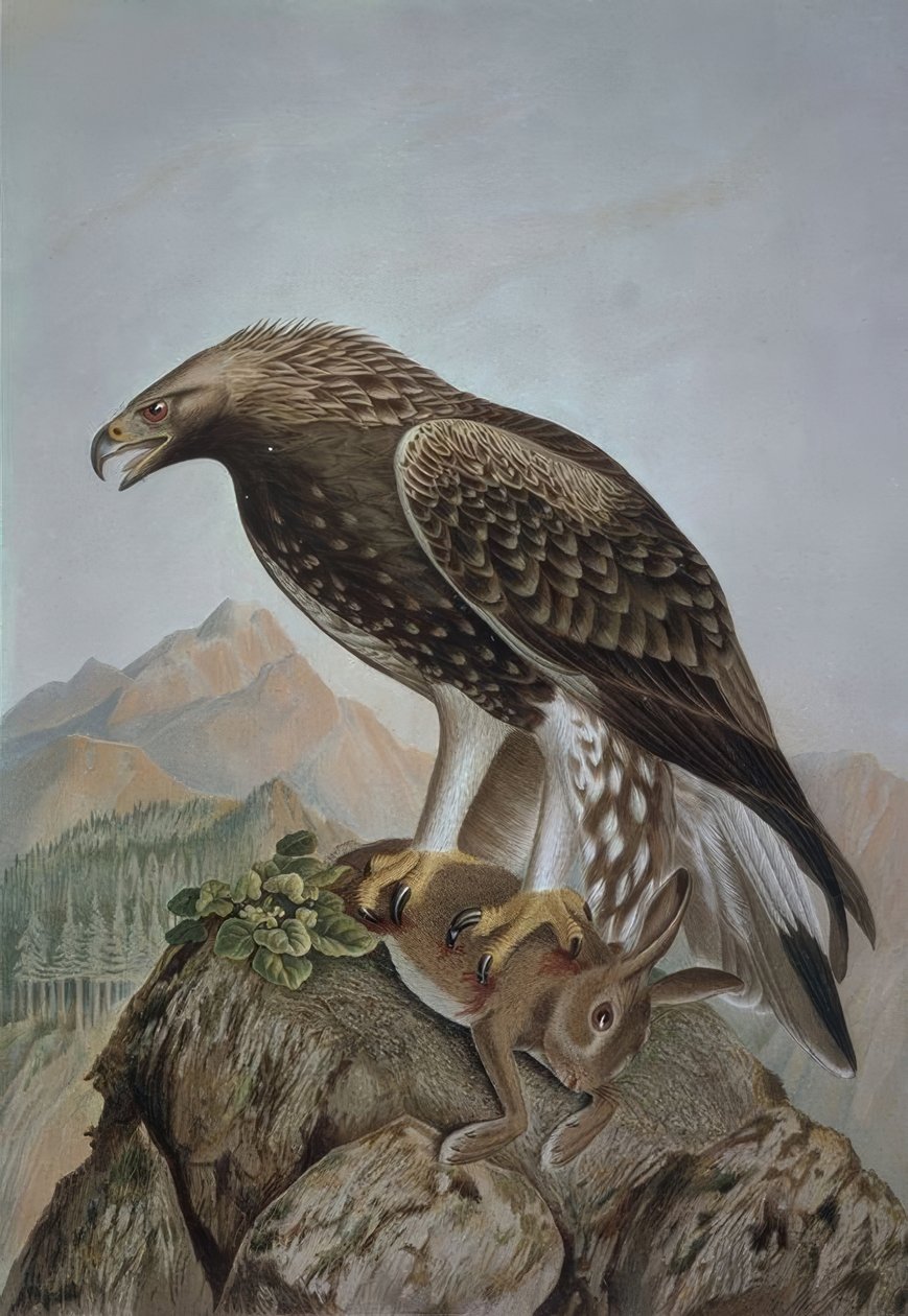RYTÍ-LEONADA OREL-MLADÝ SAMEC - AQUILA CHRYSAETOS od Francia