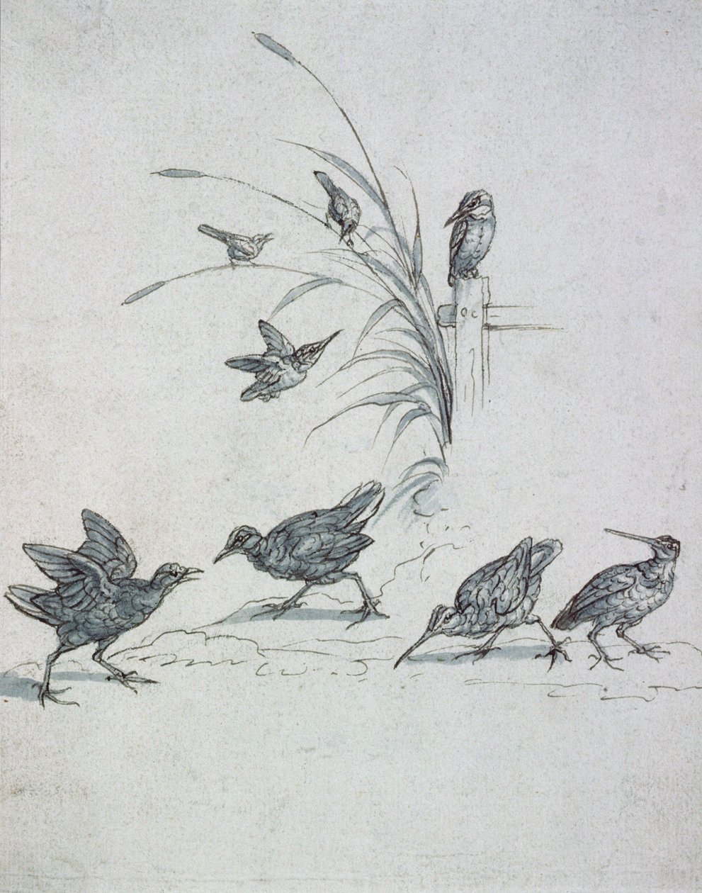 Ledňáčci, Curlew a další ptáci, 17. století (kresba) od Francis Barlow