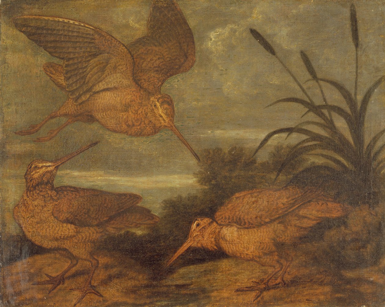 Woodcock za soumraku, kolem 1676 od Francis Barlow