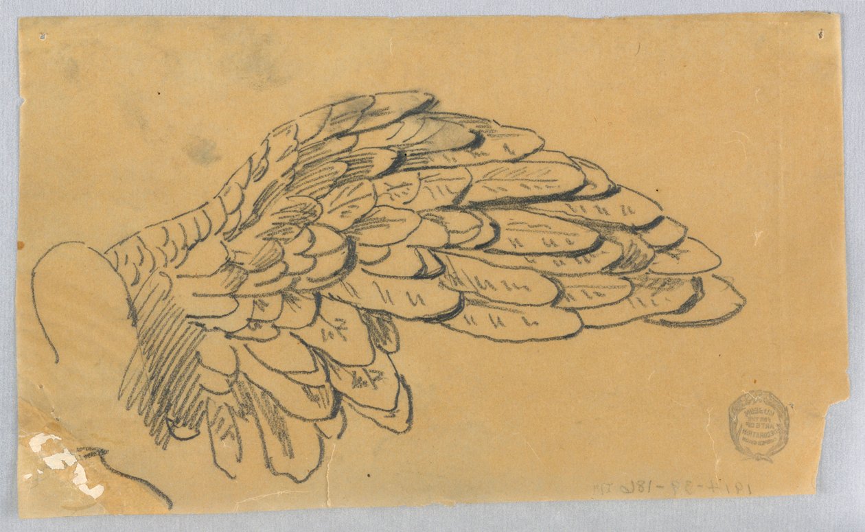 Studie křídla od Francis Augustus Lathrop