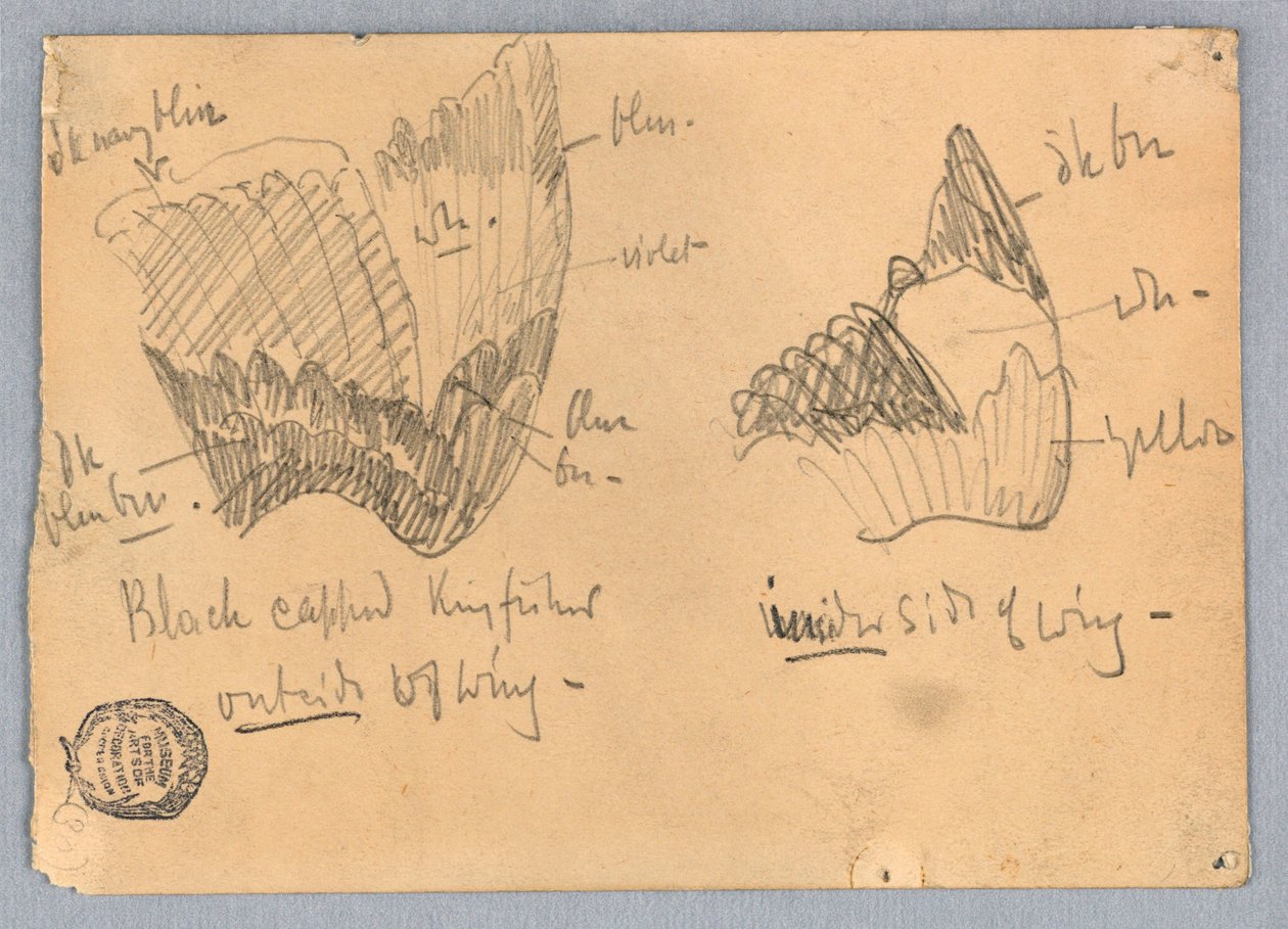 Křídlo ledňáčka říčního od Francis Augustus Lathrop