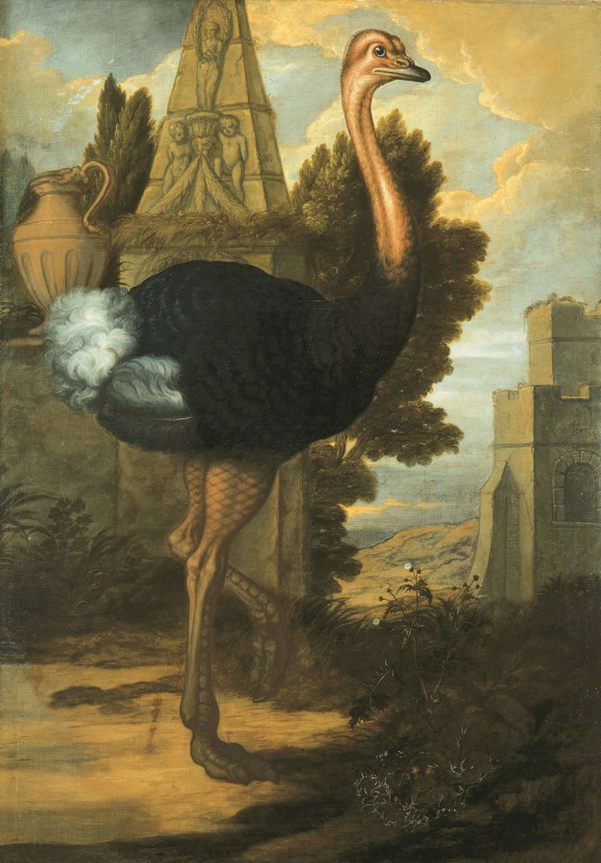 Pštros od Francis Barlow