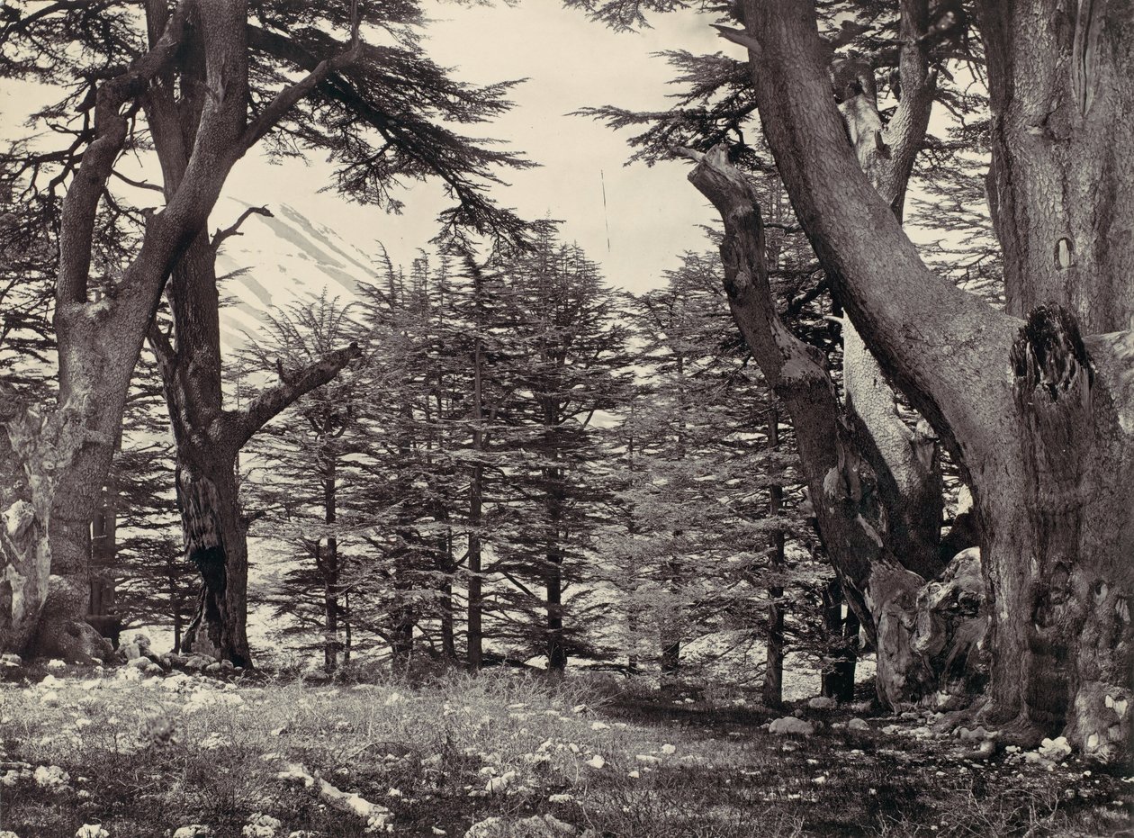 Cedry z Libanonu, ca. 1857. od Francis Frith