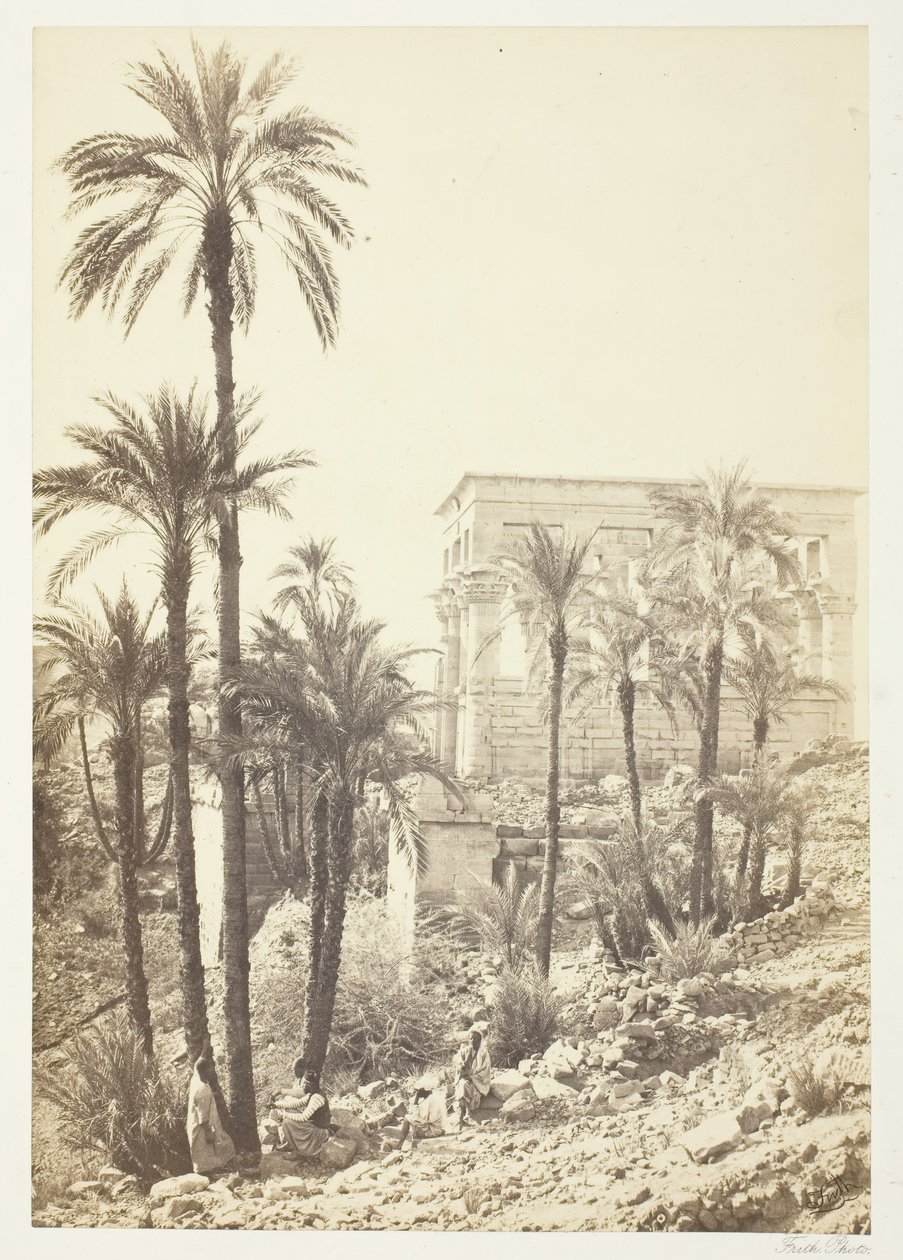 Skupina palem, 185862. od Francis Frith