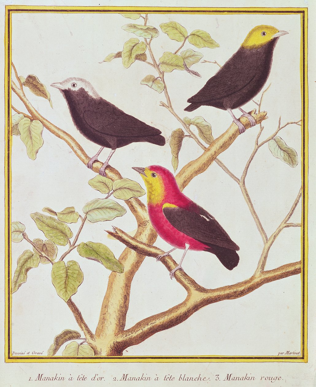 Manakins od Francois Nicolas Martinet