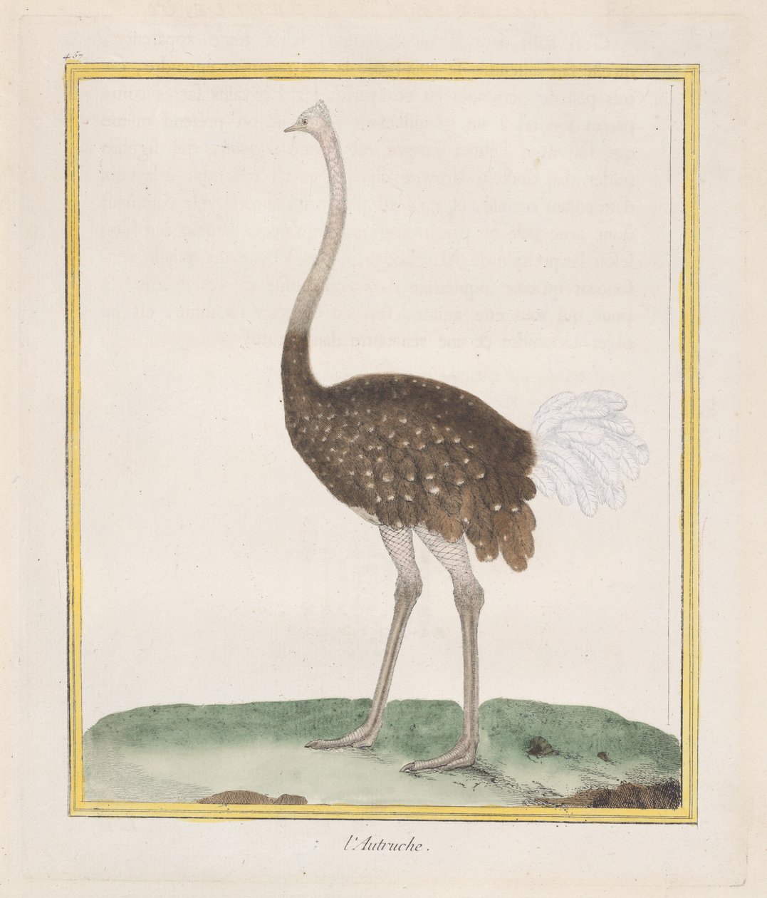 Pštros Pštros, 1770-86. od Francois Nicolas Martinet