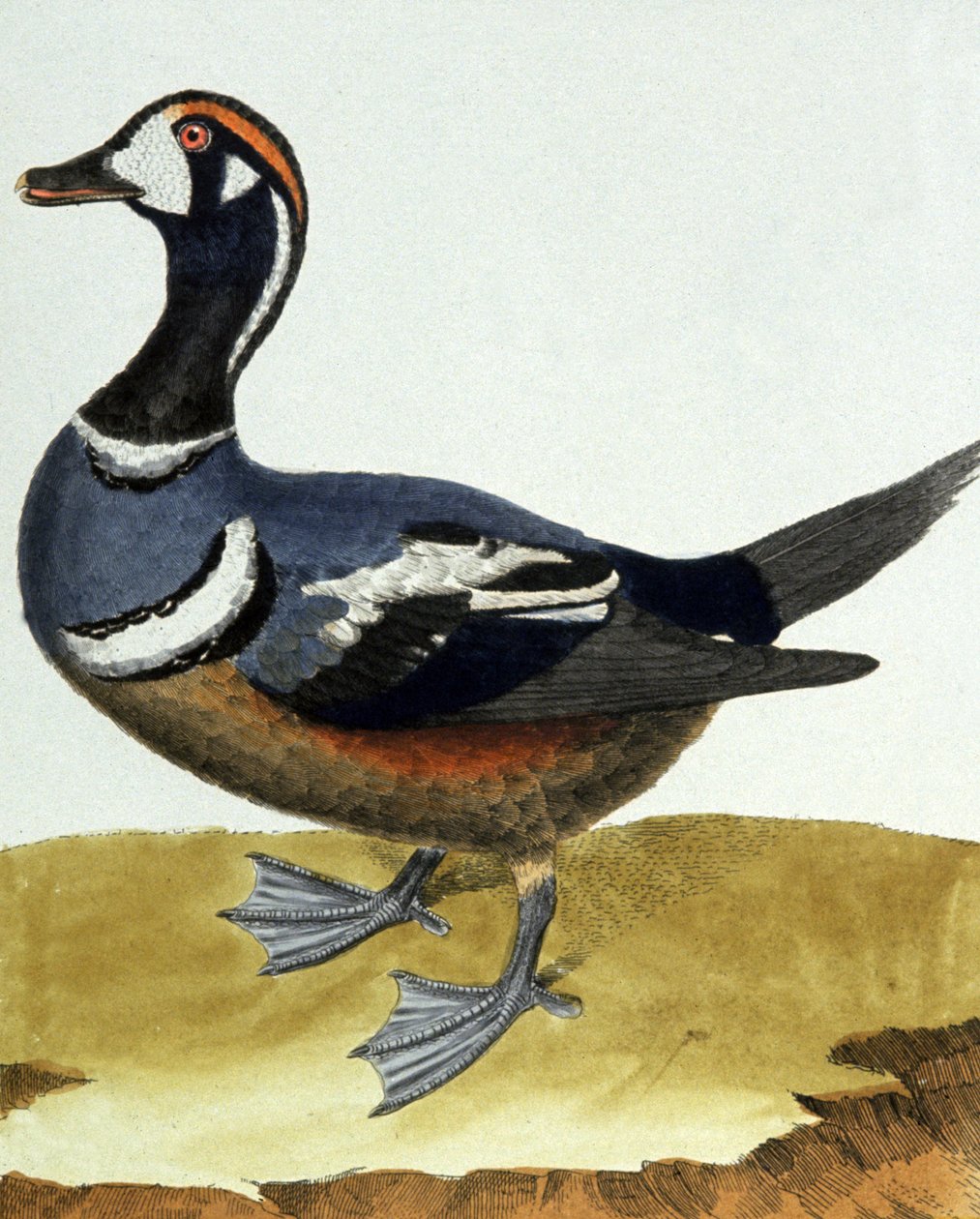 Canard a collier. od Francois Nicolas Martinet