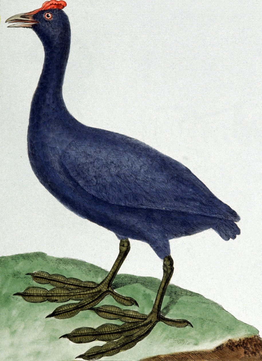 Madagaskar od Francois Nicolas Martinet
