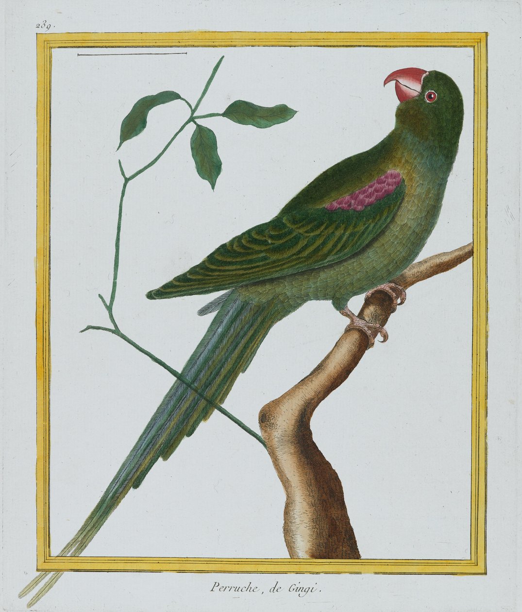 Perruche, de Gingi, kolem 1770-86 (ručně kolorovaná rytina) od Francois Nicolas Martinet
