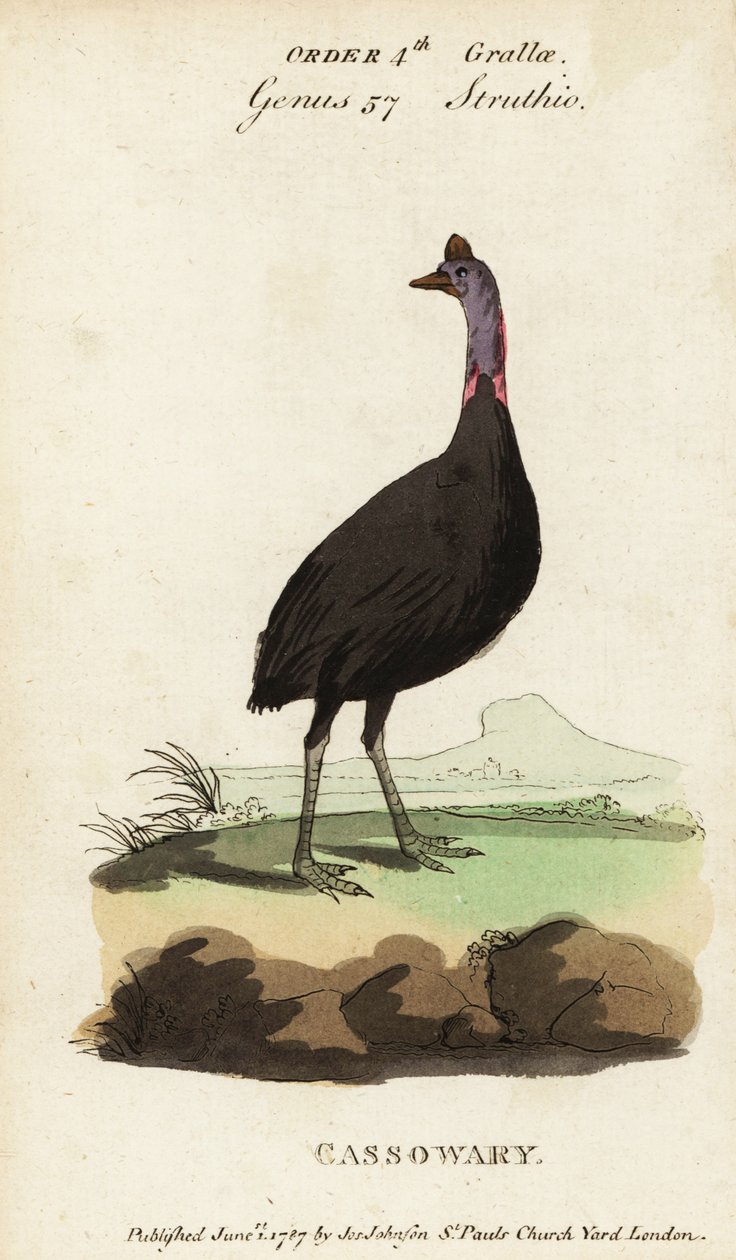Kasuár jižní, Casuarius casuarius od Francois Nicolas Martinet