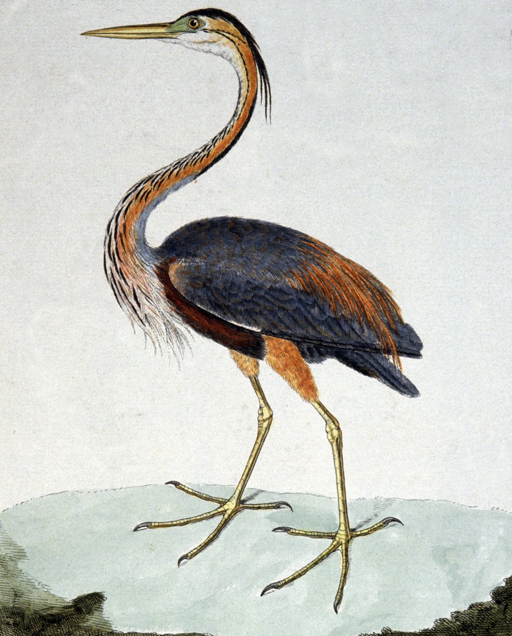 Volavka fialová od Francois Nicolas Martinet