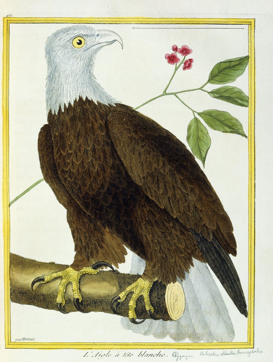 Orel bělohlavý, kolem 1770-1786 od Francois Nicolas Martinet