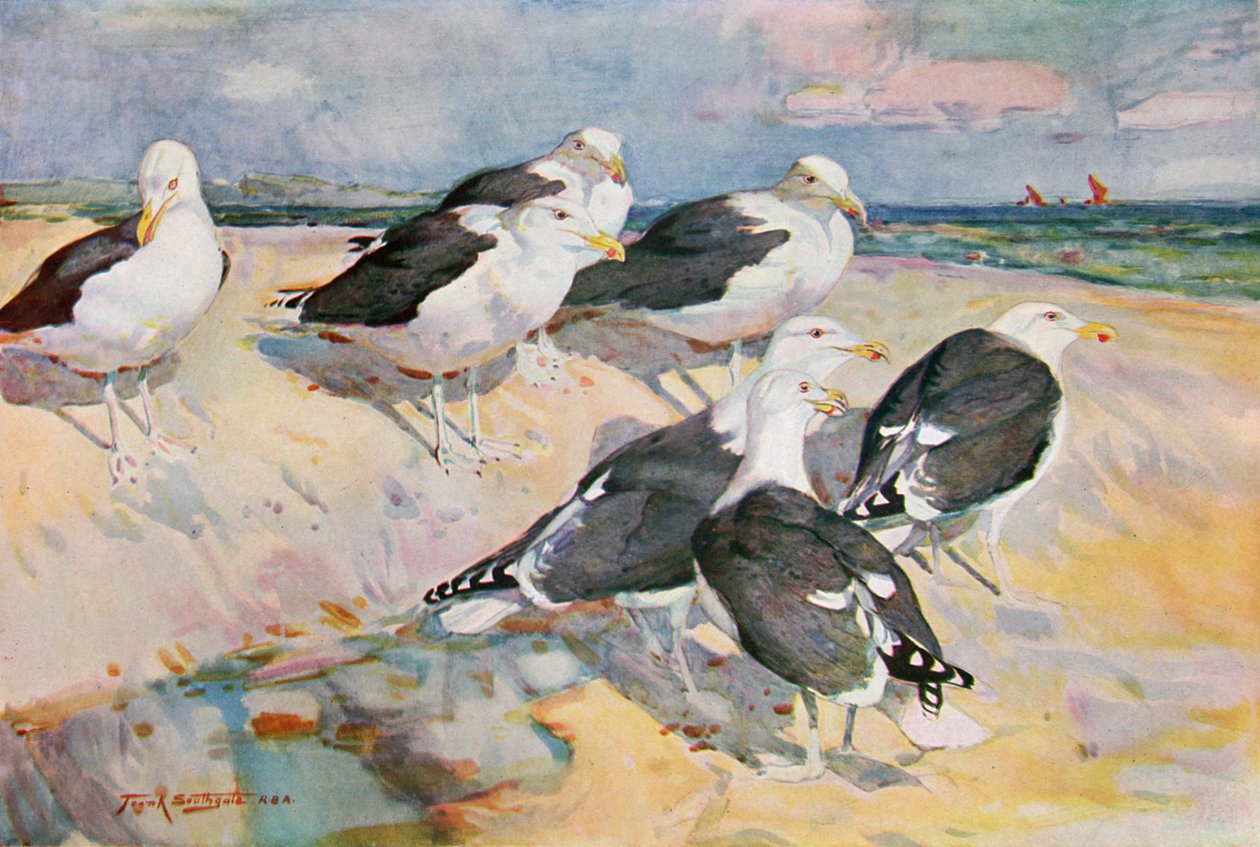 Racci černohřbetí, ilustrace z 