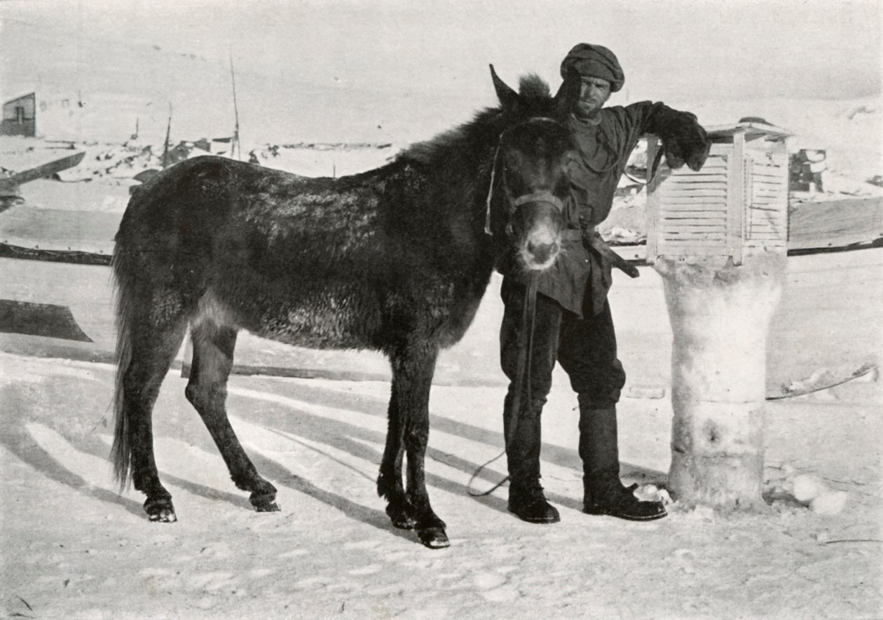 Gran With Mule Lal Khan, c1911, 1913 od Frank Debenham