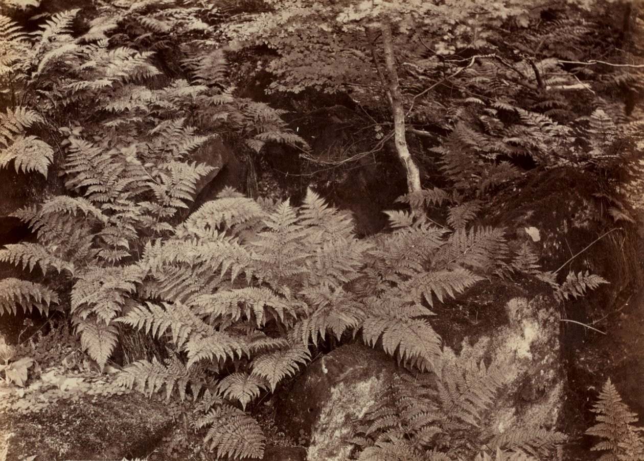 Bez názvu (Fern Study) od Frank Meadow Sutcliffe