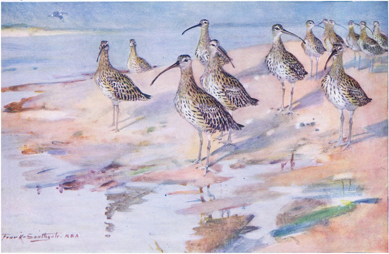 Curlews v Blakeney Point (litho) od Frank Southgate