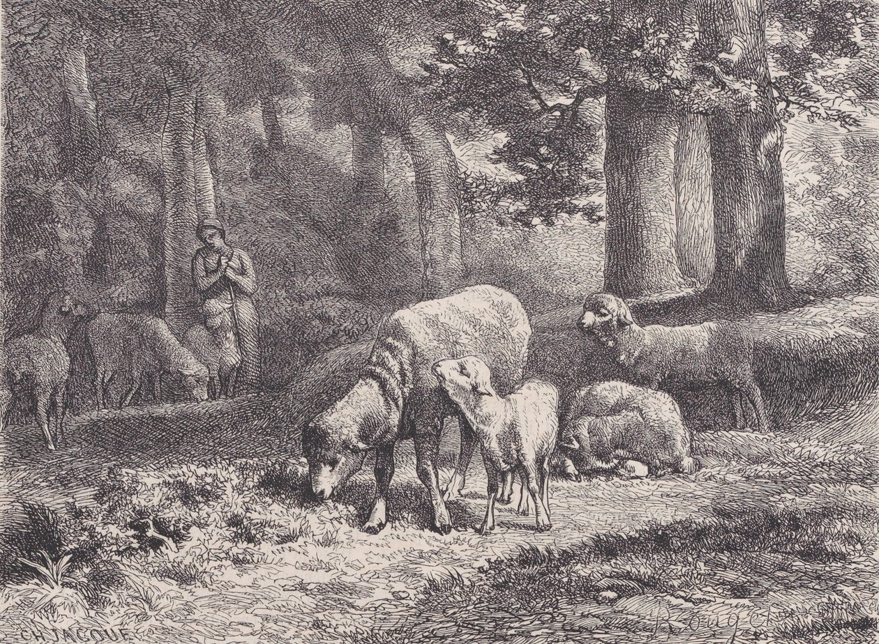 Ovce, z Magasin Pittoresque, 1862. od François Rouget