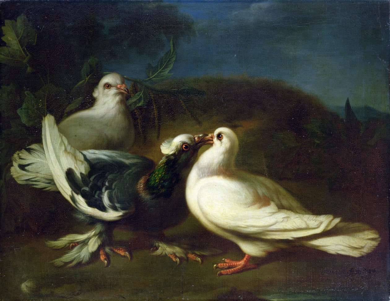 Holubice, 1724 od Franz Werner Tamm