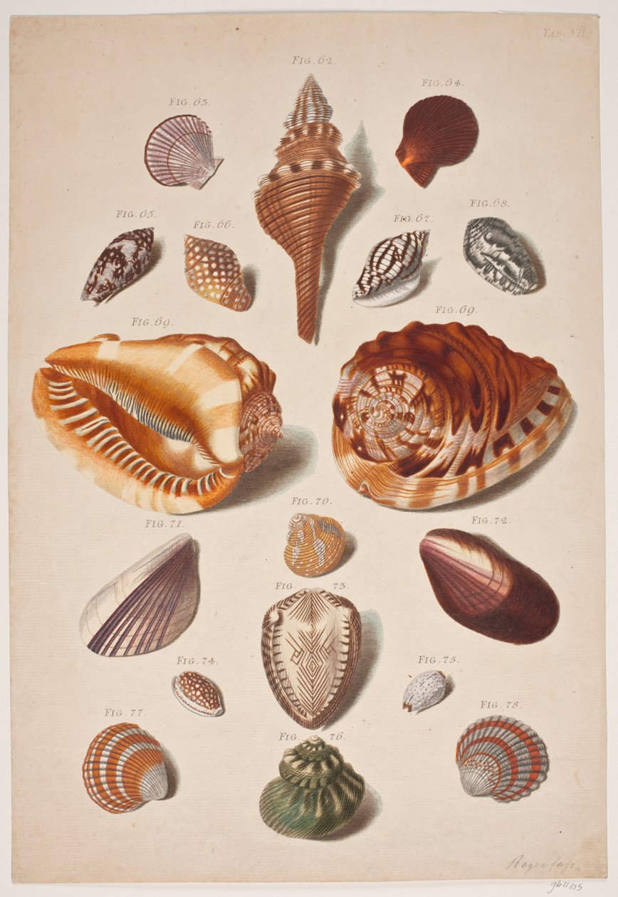 Ilustrace planche s lasturami od Franz Michael Regenfus