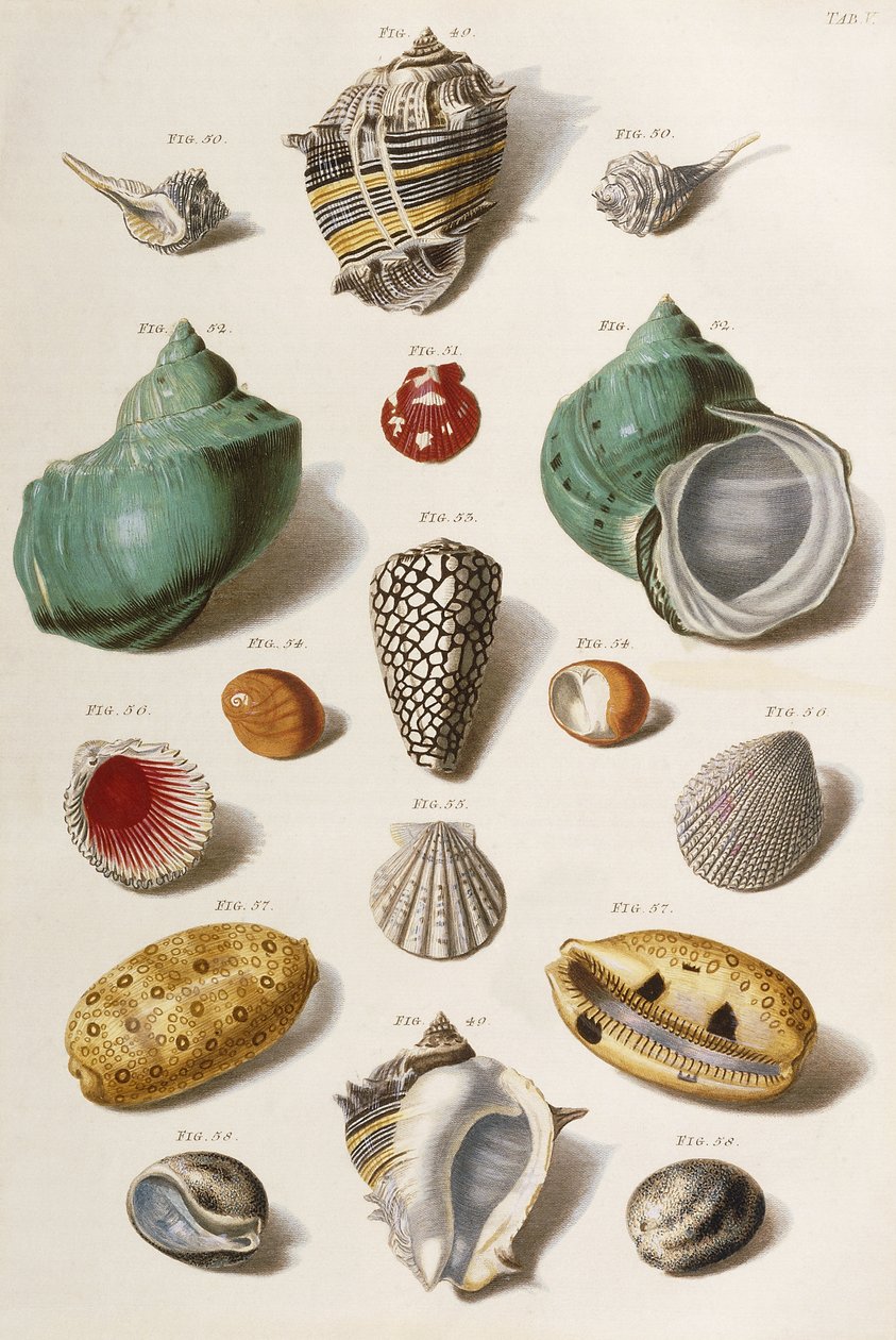 Různé mušle, 1758 od Franz Michael Regenfus
