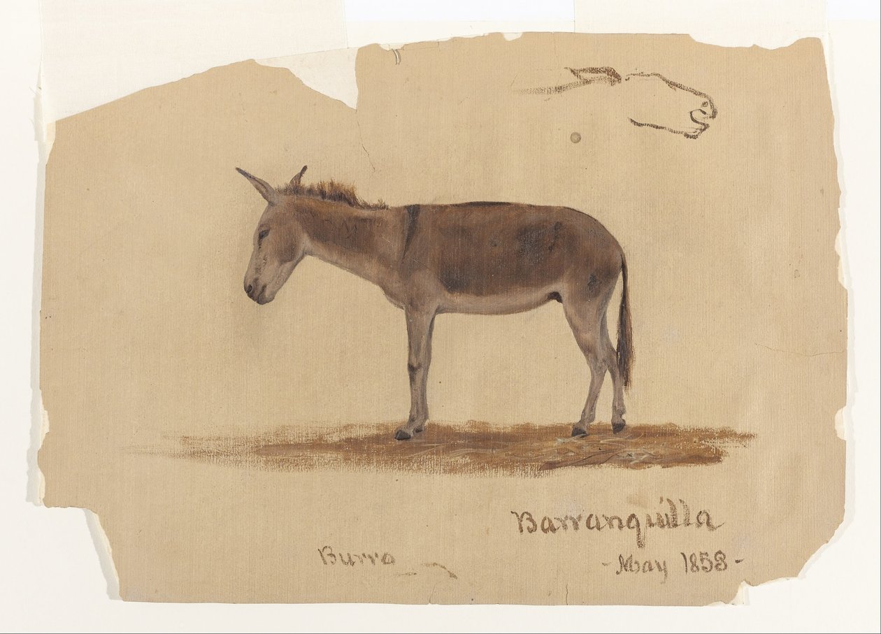 Osel, Barranquilla, Kolumbie od Frederic Edwin Church
