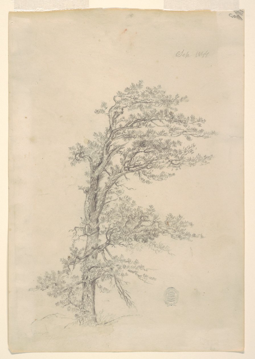 Pitch Pine od Frederic Edwin Church