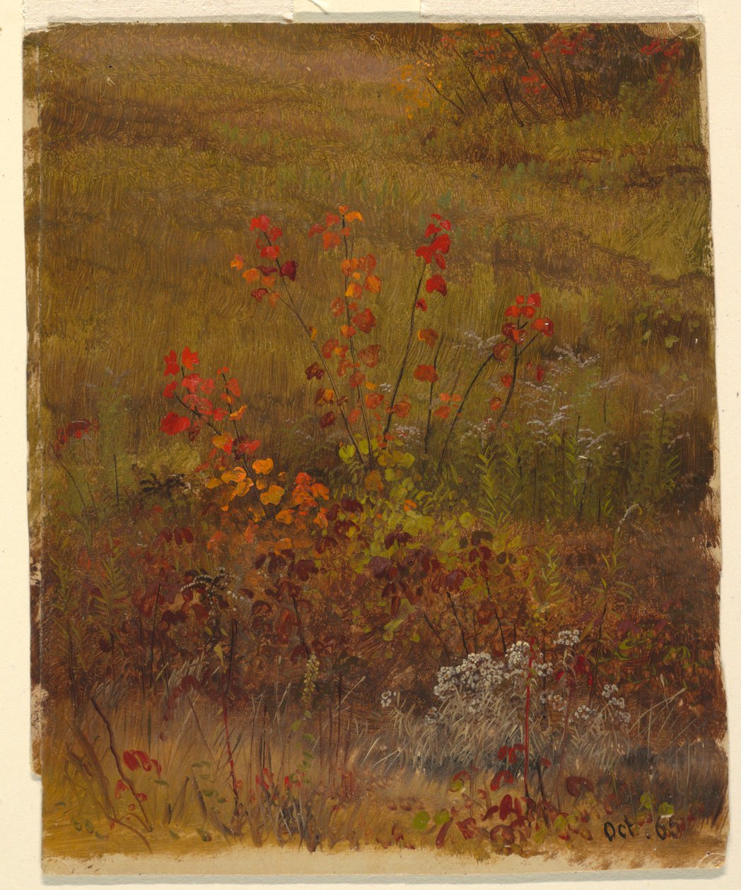 Botanické studie od Frederic Edwin Church