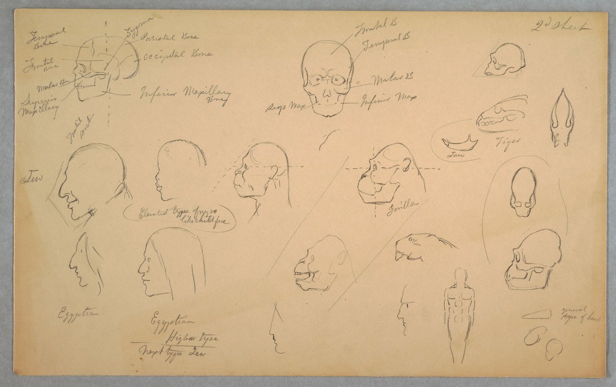 Kresba, anatomické studie, 1865-70 od Frederic Edwin Church