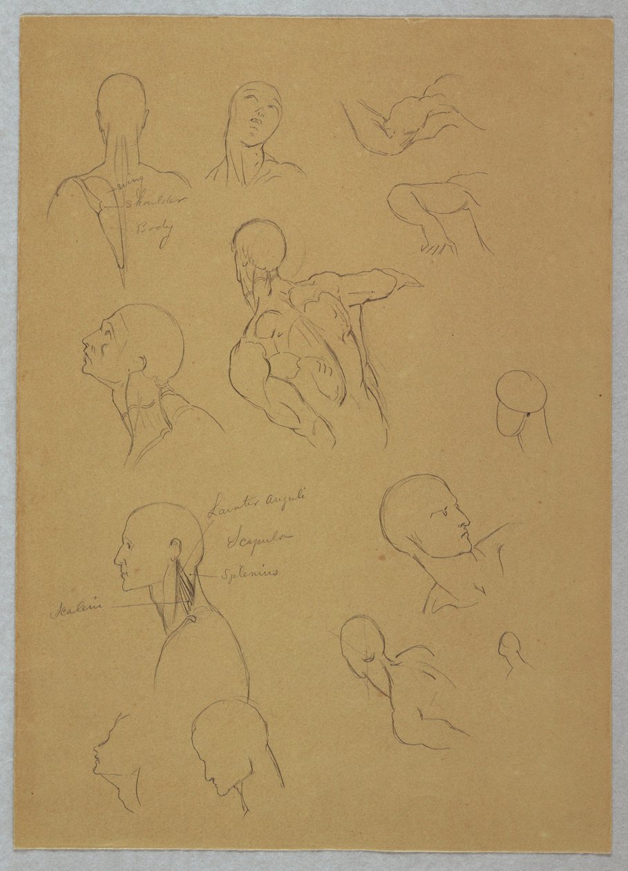 Kresba, anatomické studie, 1865-70 od Frederic Edwin Church