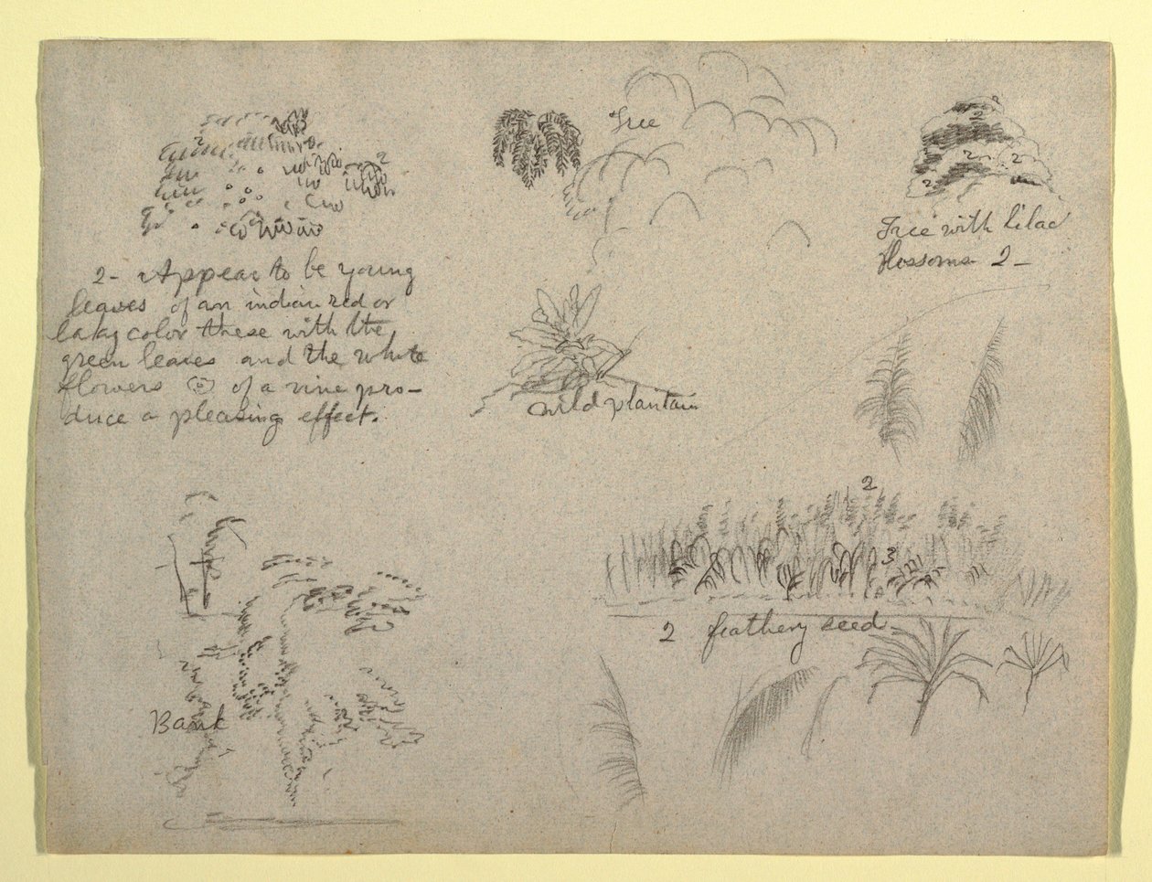 Kresba, botanické skici, Kolumbie, 1853 od Frederic Edwin Church