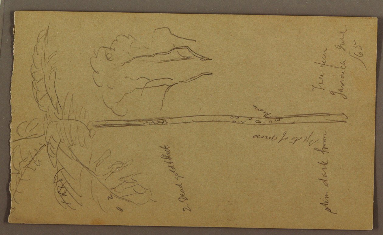 Kresba, botanické skici, červen 1865 od Frederic Edwin Church