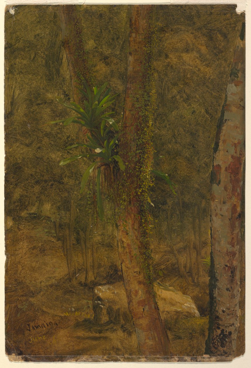 Kresba, scéna z džungle, červen 1865 od Frederic Edwin Church