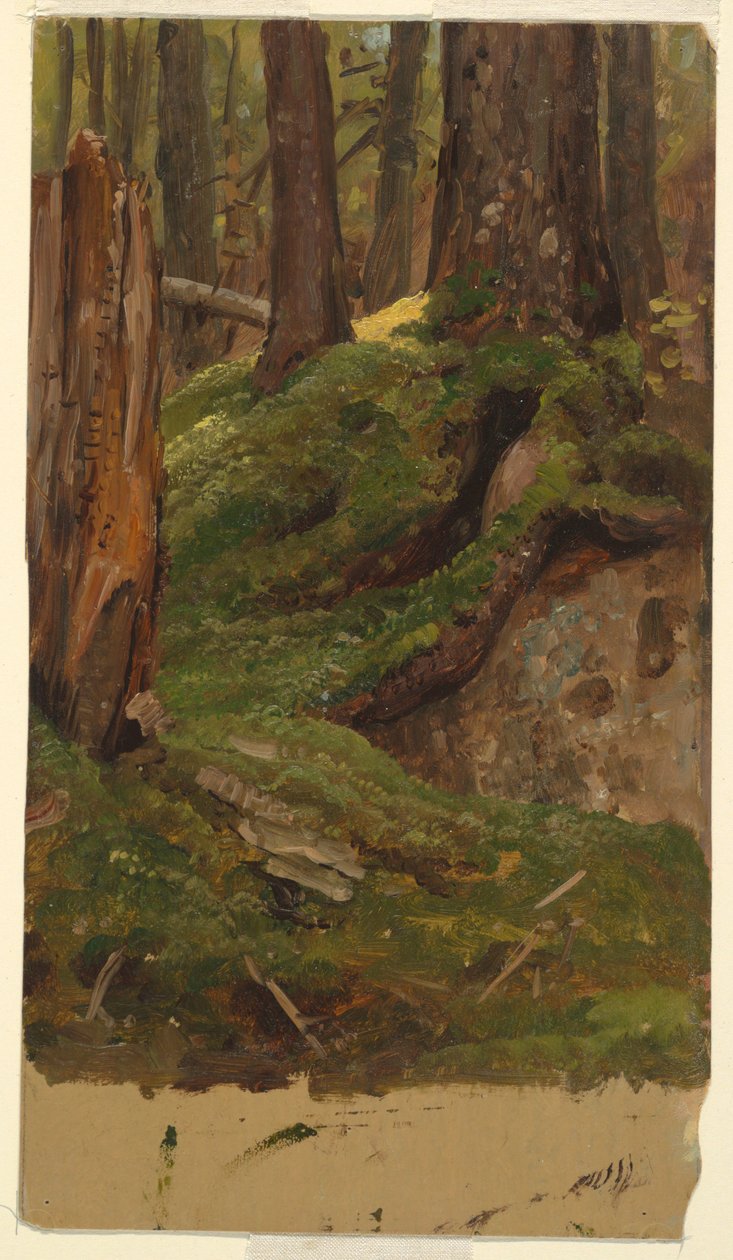 Kresba, Maine  lesy, 1855-65 od Frederic Edwin Church