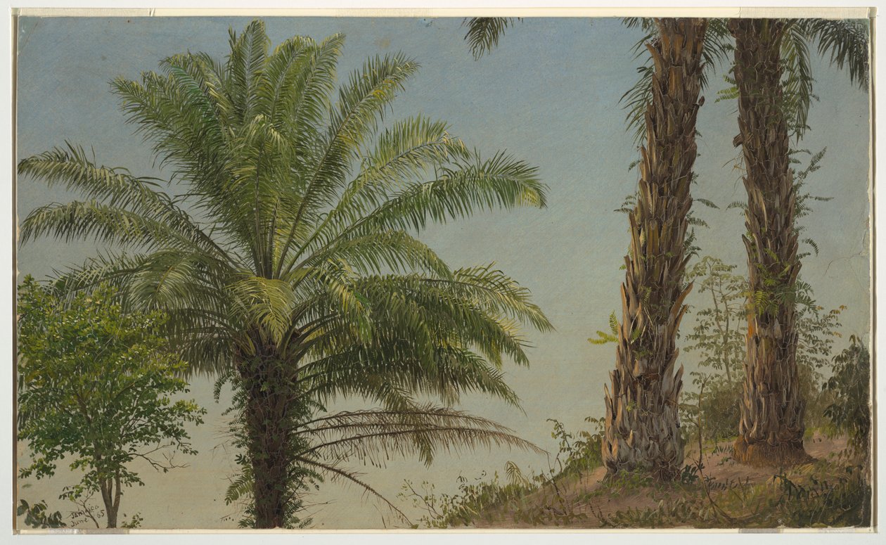 Kresba, Palmové stromy, Jamajka, červen 1865 od Frederic Edwin Church