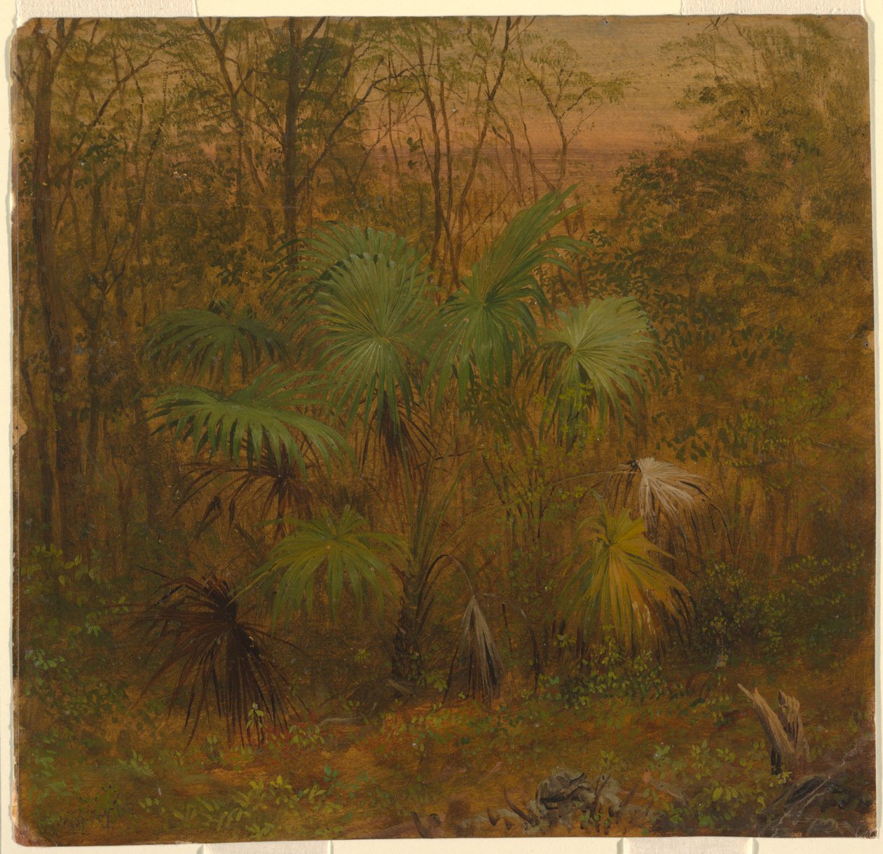 Kresba, Thatch Palm, Jamajka, květen 1865 od Frederic Edwin Church