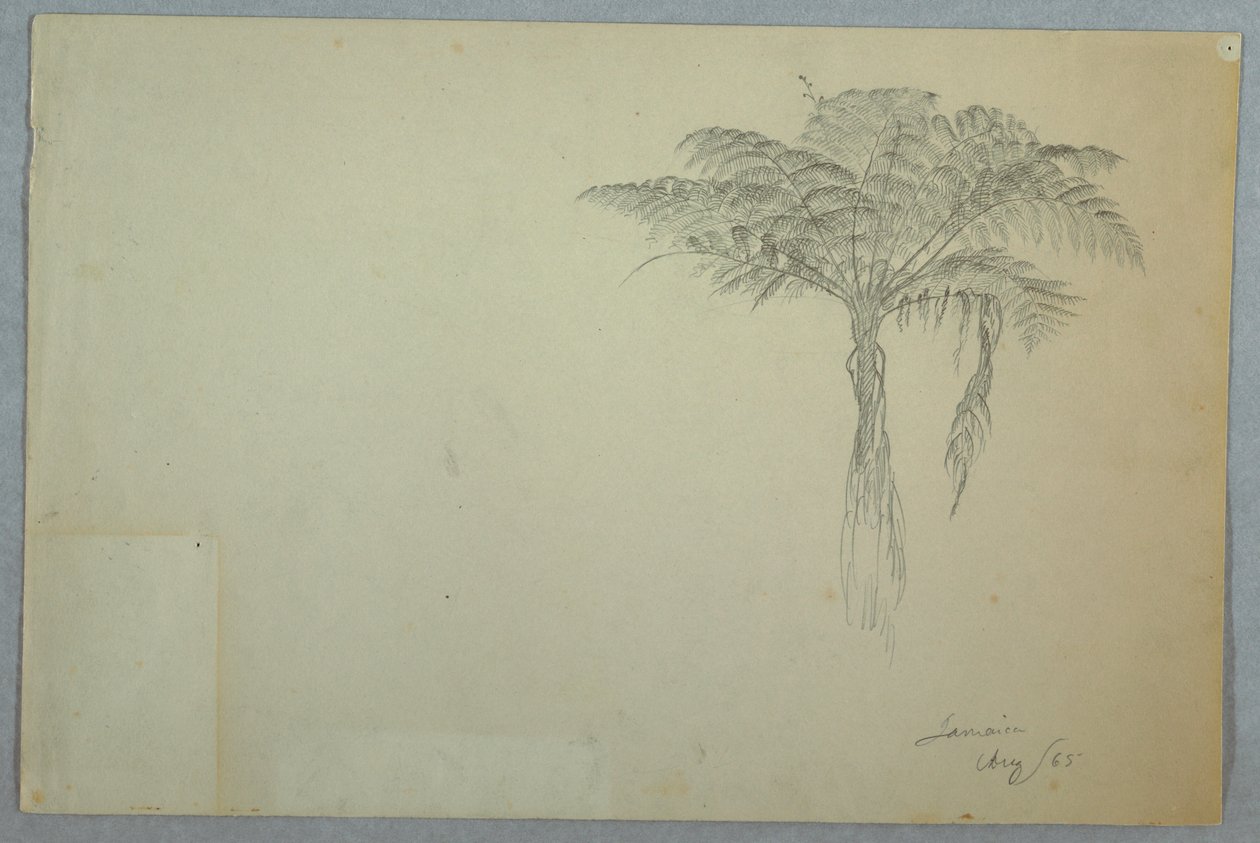 Fern Tree Study, Jamajka od Frederic Edwin Church