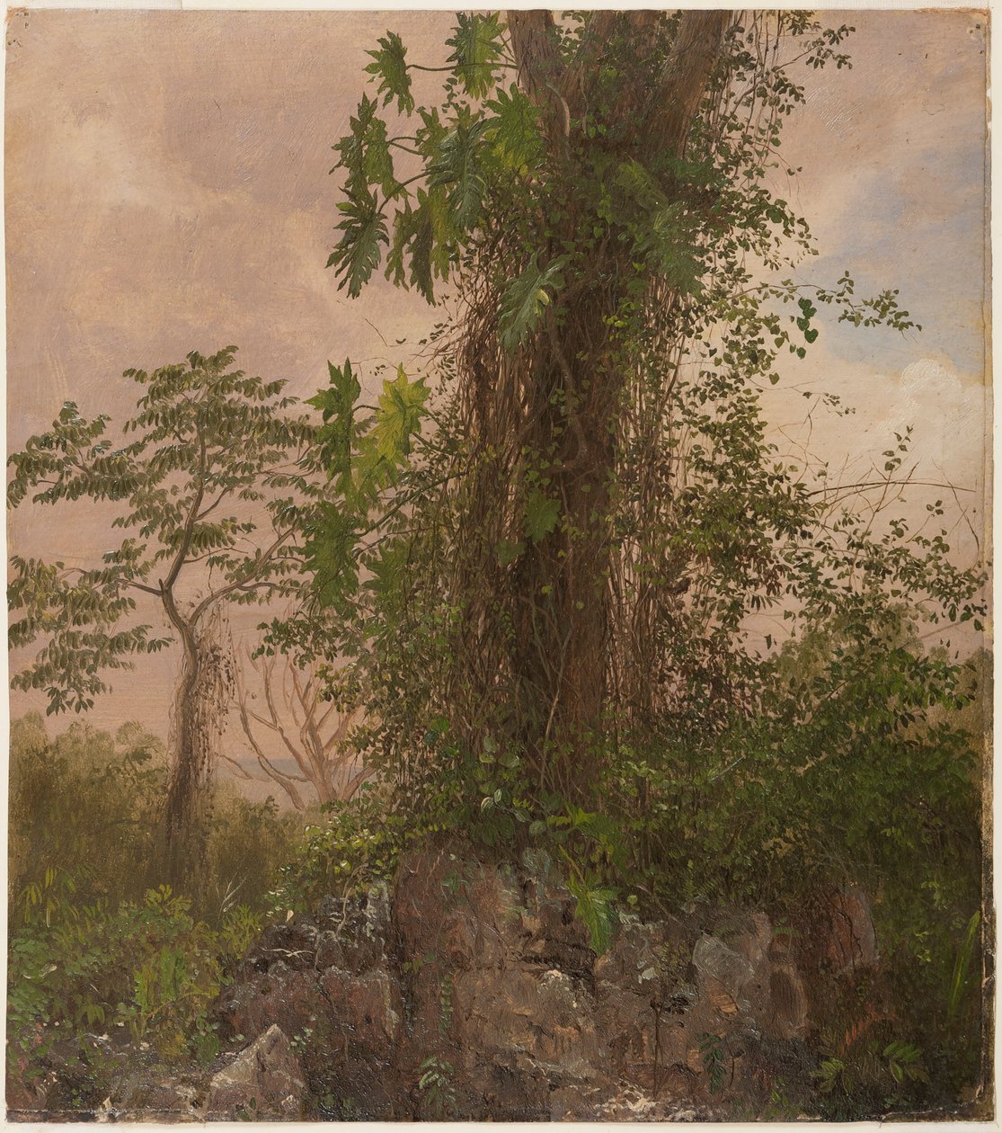 Fíkovník a divoký filodendron od Frederic Edwin Church