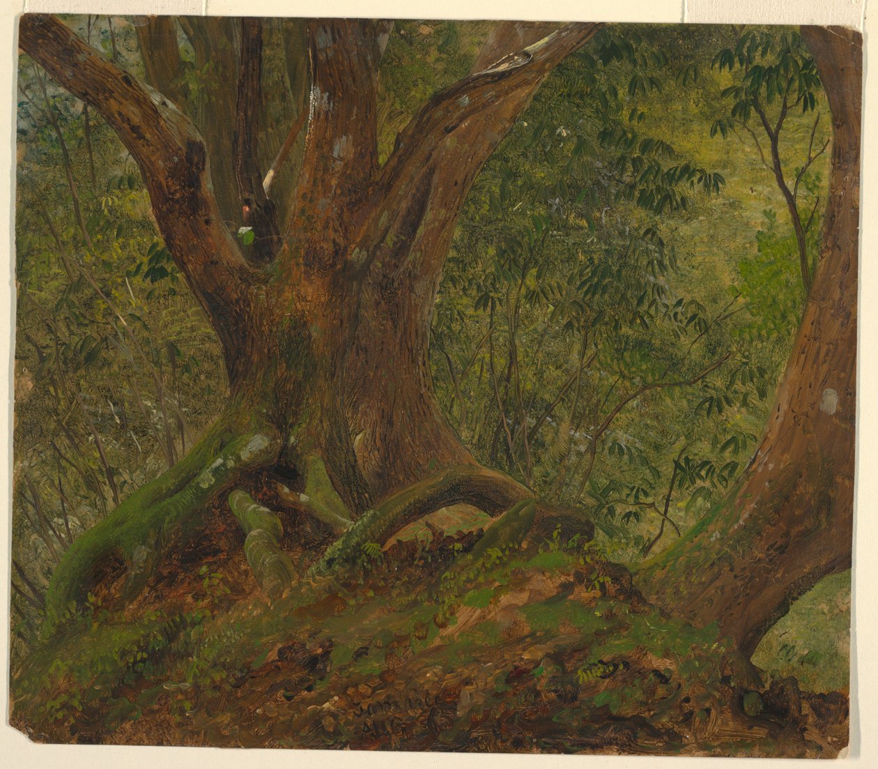 V lesích na Jamajce od Frederic Edwin Church