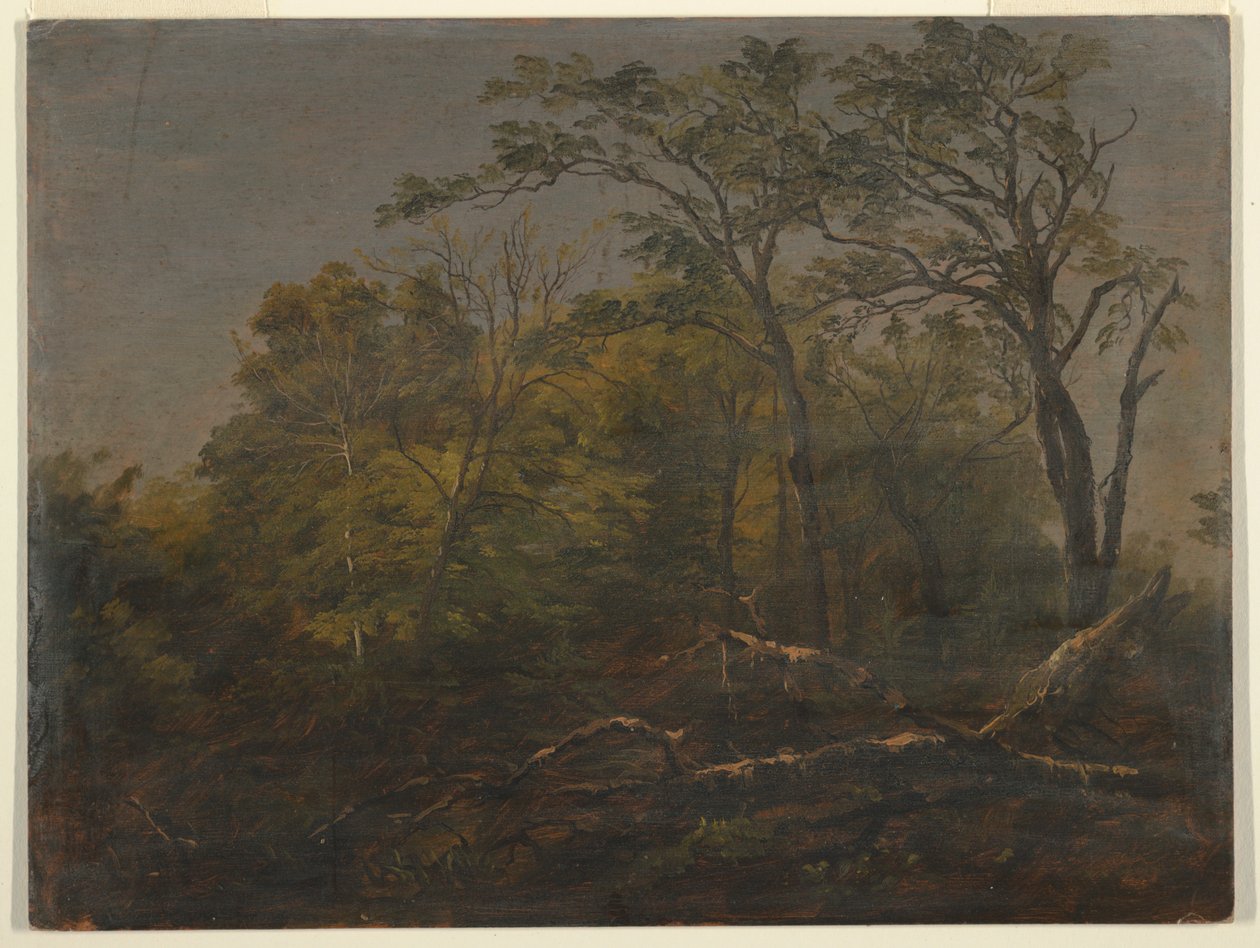 Maine Woods od Frederic Edwin Church