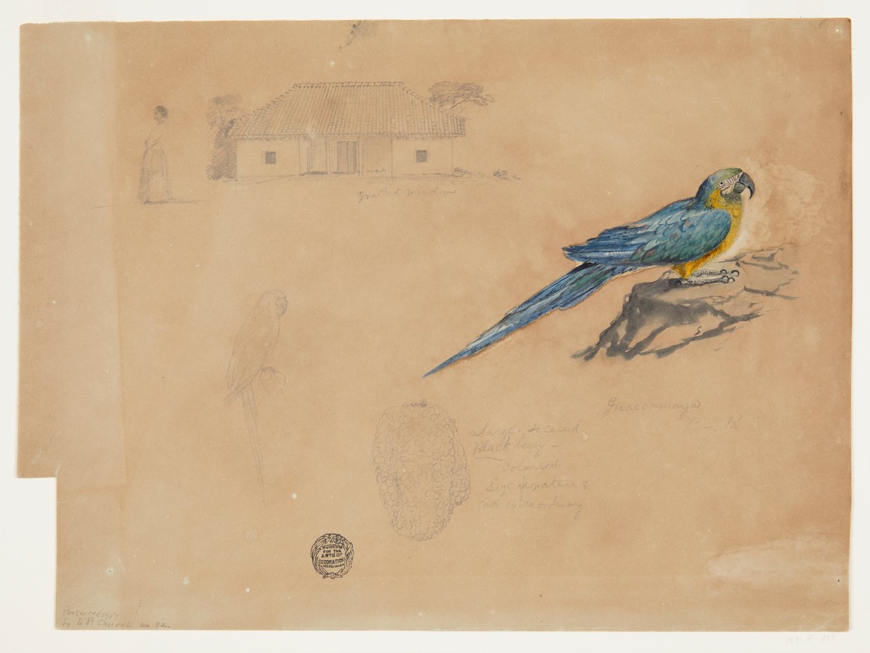 Studie Guacamaya, Bogota, Kolumbie od Frederic Edwin Church