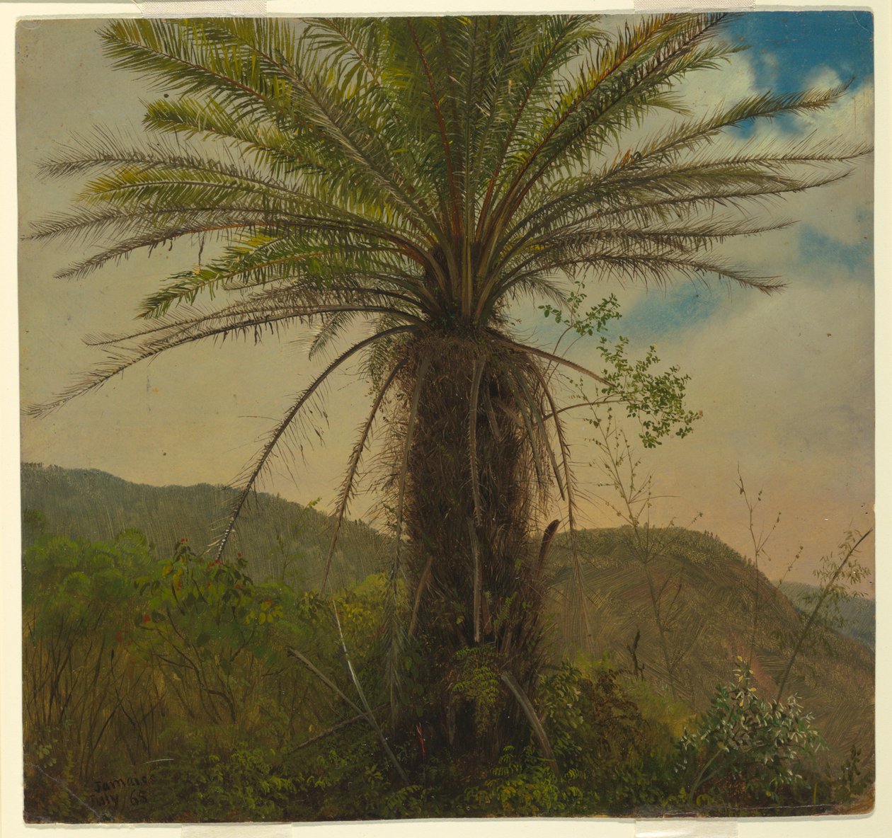 Tree Fern, Jamajka, červenec 1865 od Frederic Edwin Church