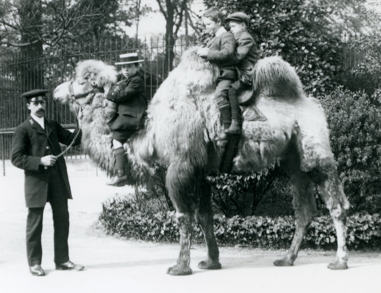 Jízda na velbloudu dvouhrbém v londýnské zoo, kolem roku 1913 od Frederick William Bond