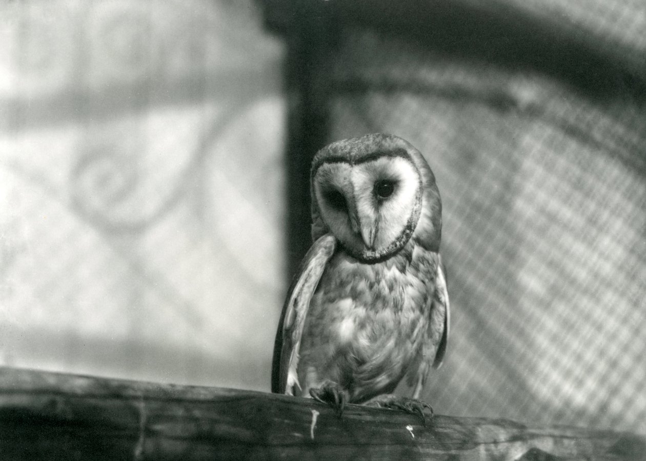 Sova pálená v londýnské zoo, leden 1922 od Frederick William Bond