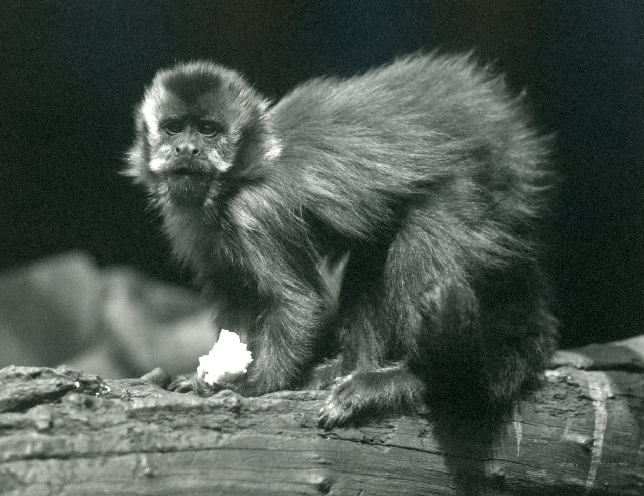 Hnědý nebo všívaný kapucín v londýnské zoo, červenec 1914 od Frederick William Bond