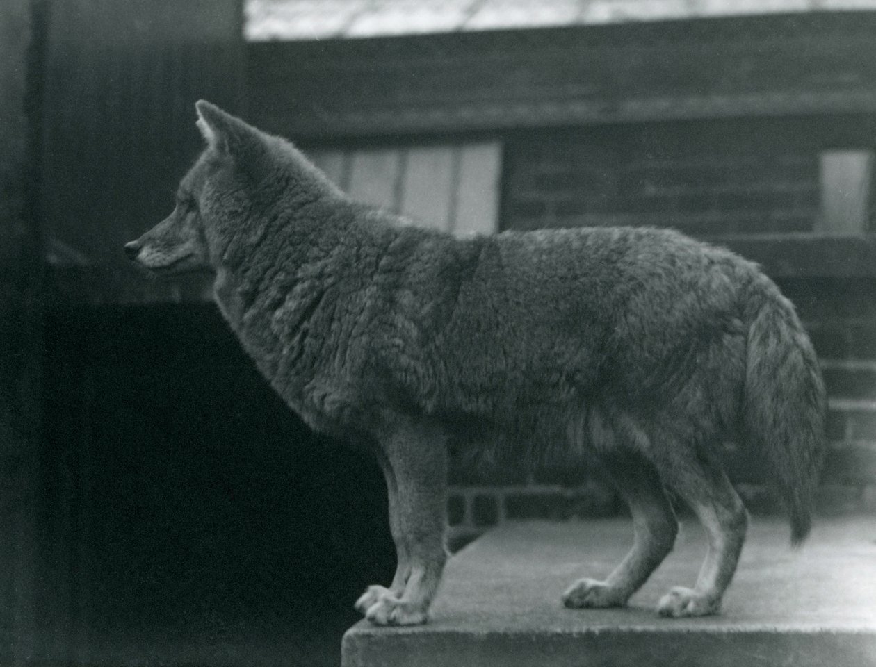 Kojot v londýnské zoo, říjen 1920 od Frederick William Bond