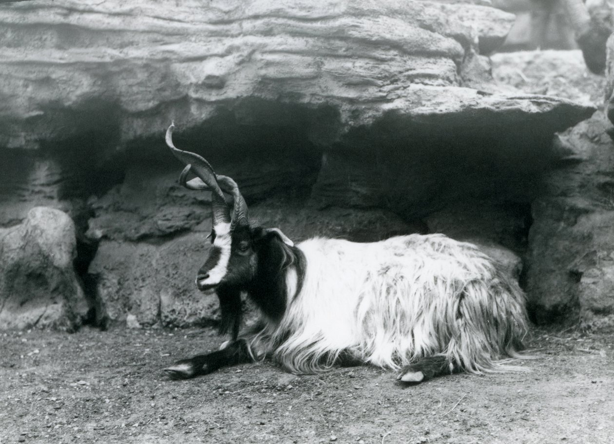 Koza kadeřavá v londýnské zoo, červen 1922 od Frederick William Bond