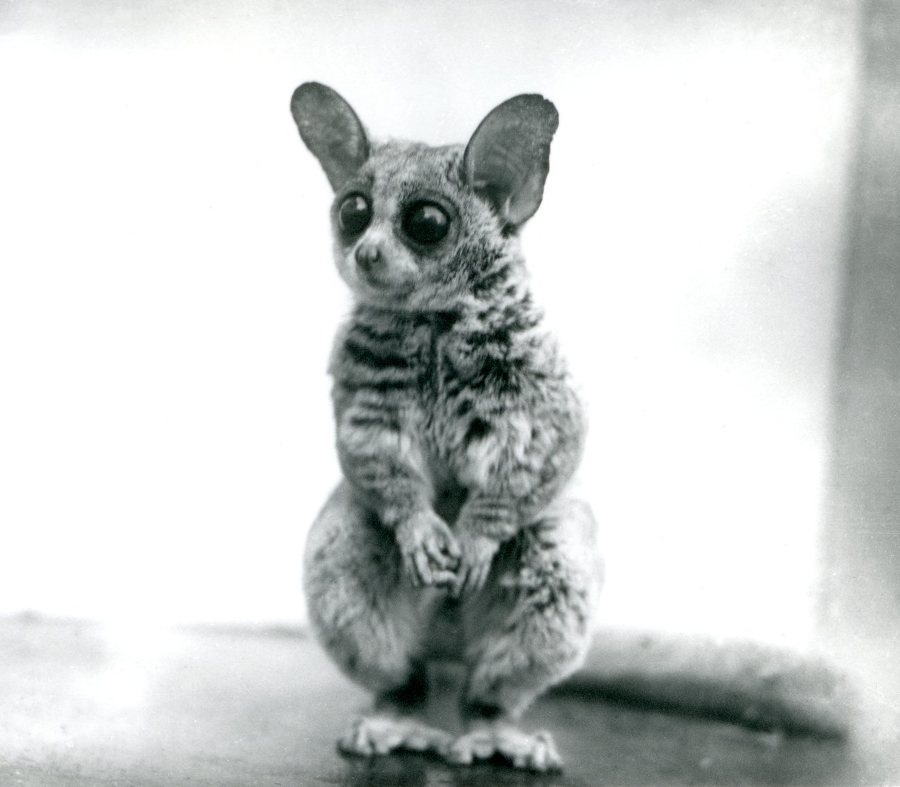 A Galago moholi, nebo Mohol bushbaby v londýnské zoo, 12. září 1913 od Frederick William Bond