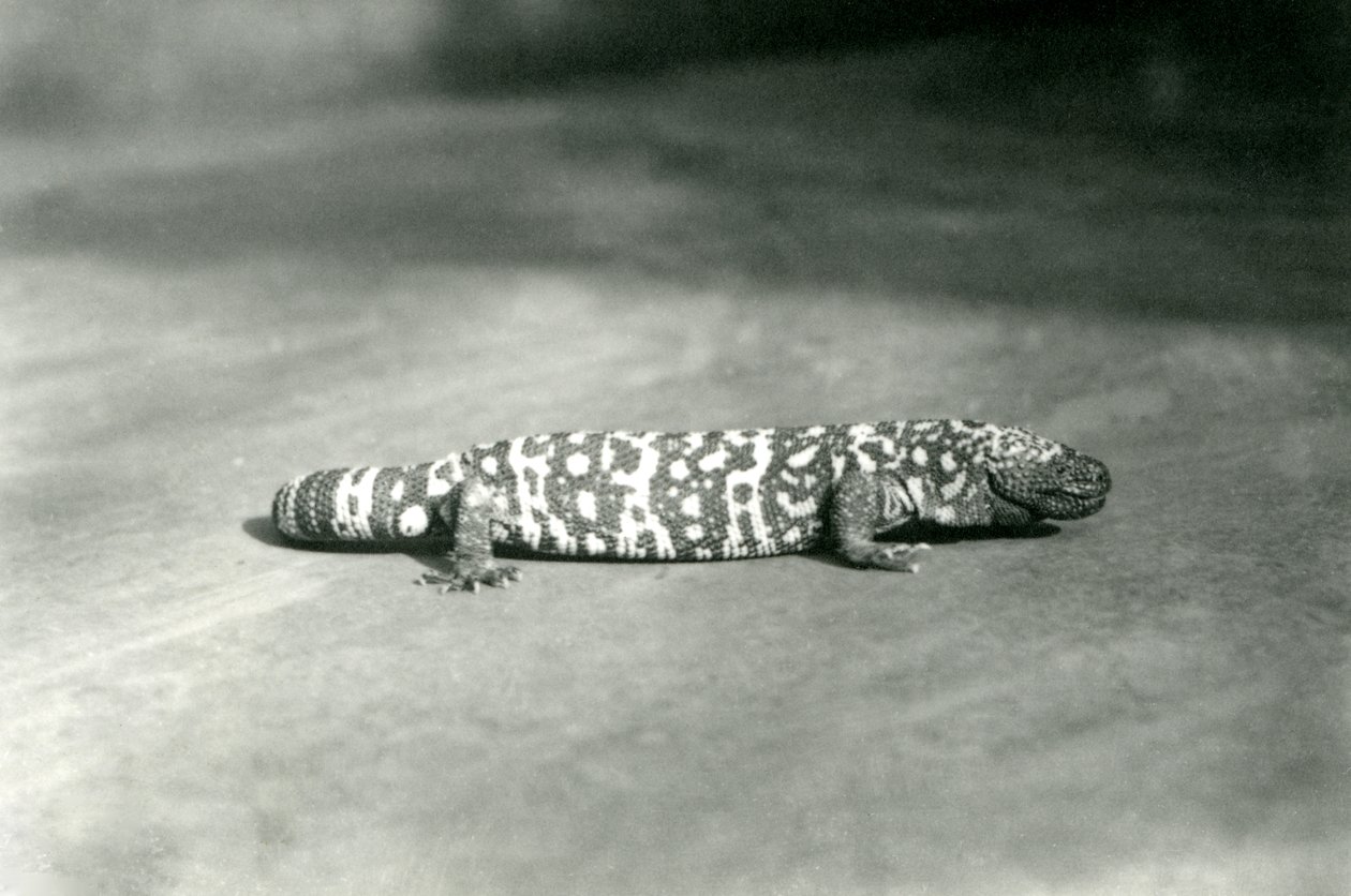 Monstrum Gila v londýnské zoo, září 1923 (černobílá fotografie) od Frederick William Bond