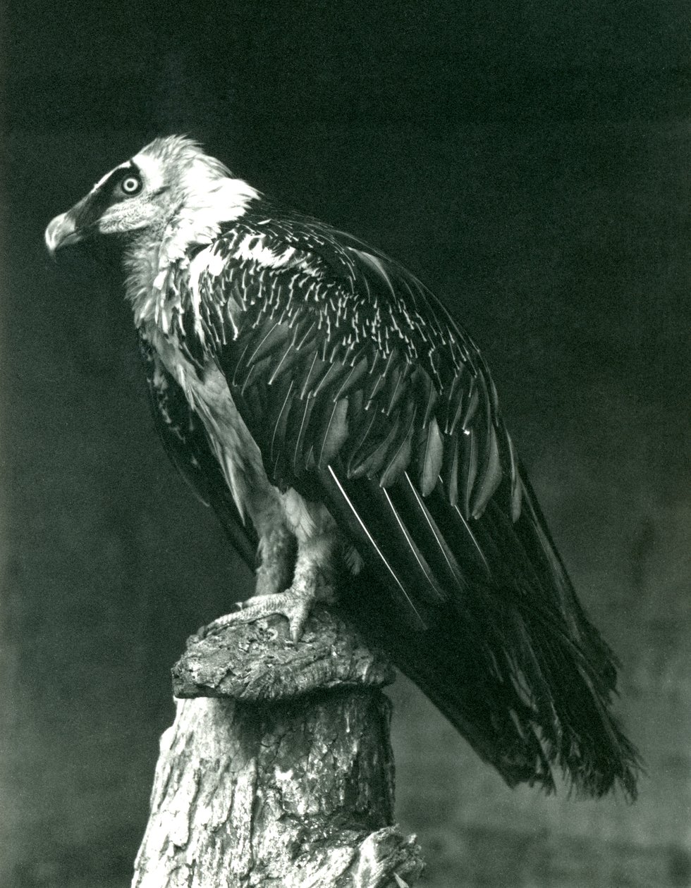 Sup bradatý v londýnské zoo, červen 1914 od Frederick William Bond